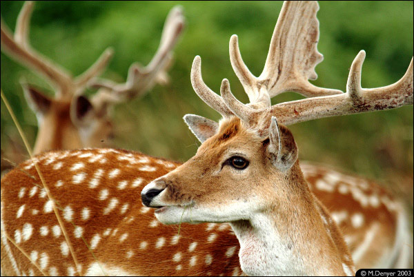 Deer At Bradgate 1