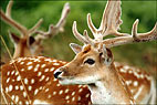 Deer At Bradgate 1