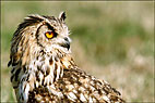 Owl at Bosworth Field