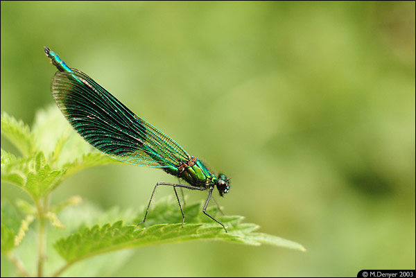 Dragonfly in Loughborough