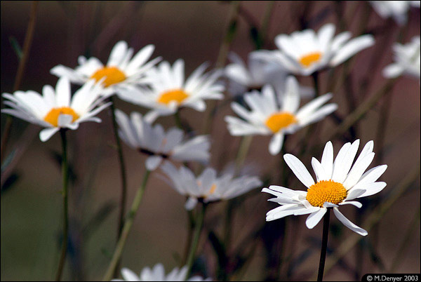 Daisies1