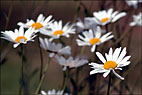 Daisies1