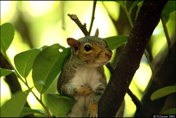 ItchySquirrel