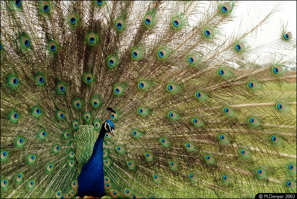 Bradgate Peacock Display 1
