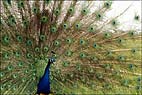 Bradgate Peacock Display 1