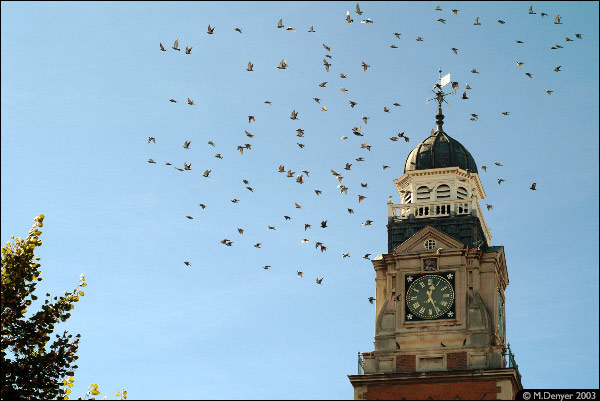 Leicester Town Flock