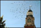 Leicester Town Flock