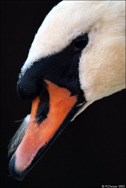 Portrait of a Swan, Closeup