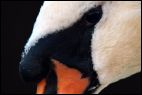 Portrait of a Swan, Closeup