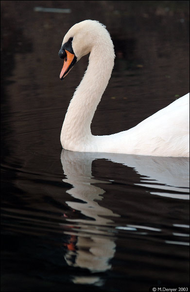 Swan and Reflection