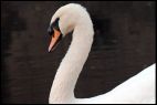 Swan and Reflection