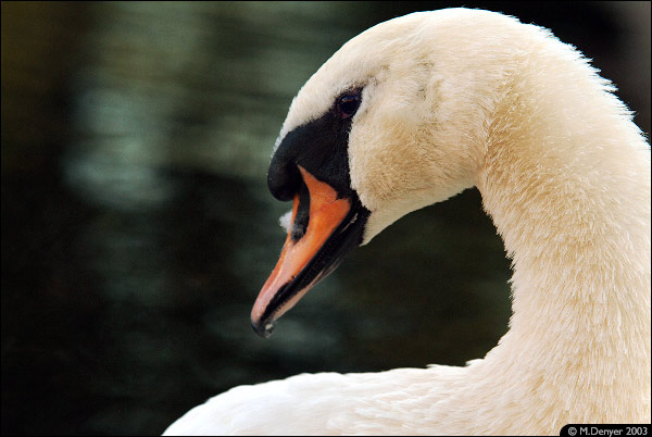 Swan Portrait 2