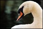 Swan Portrait 2