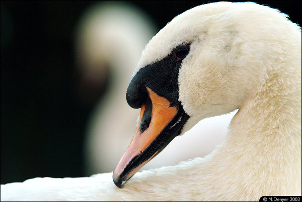 Portrait of a Swan 3