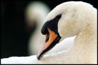 Portrait of a Swan 3