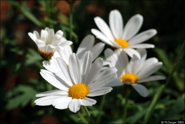 Large Daisies