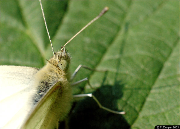 Cabbage White Eyes