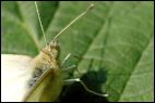 Cabbage White Eyes