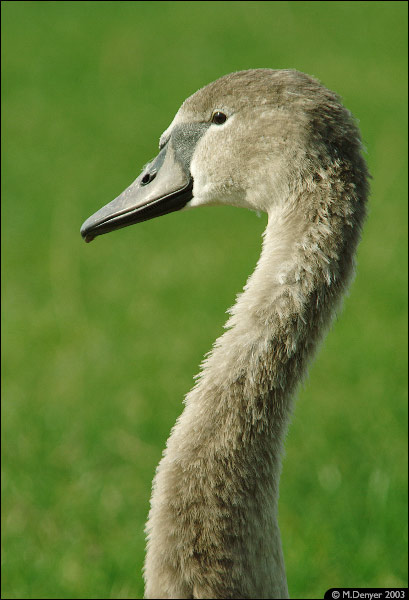 Cygnet Portrait