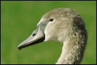 Cygnet Portrait