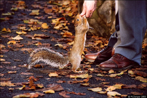Squirrel, Feeding Man