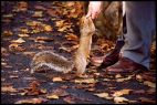 Squirrel, Feeding Man