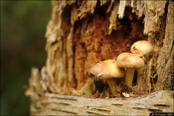 Sheltering 'Shrooms