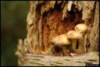 Sheltering 'Shrooms