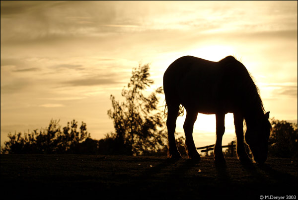 Stallion Sunset