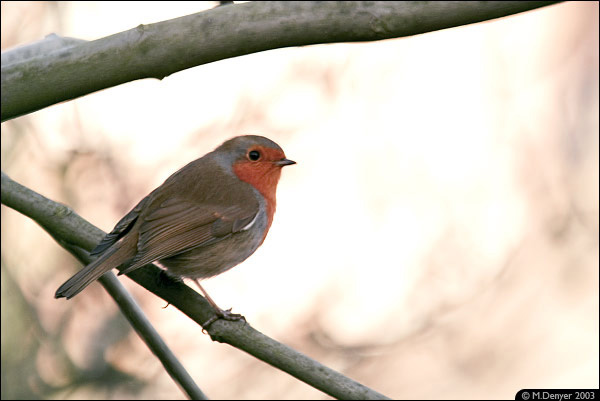 Winter Robin 1