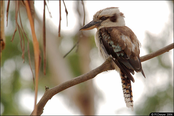 Australian Kookaburra