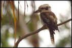 Australian Kookaburra