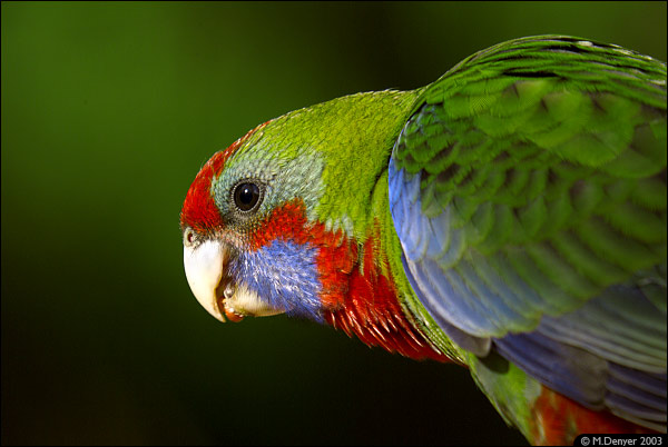 Female Rosella