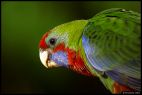 Female Rosella