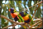 Rainbow Lorikeets 1