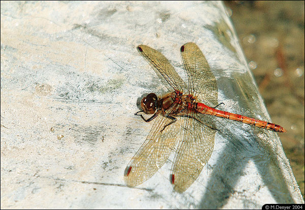 Resting Dragonfly