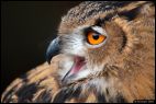 Eagle Owl at Warwick