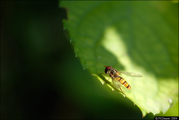 Resting Hoverfly