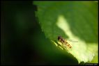 Resting Hoverfly