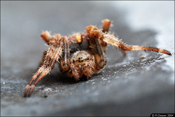 Face to Face with the Enemy (Araneus diadematus?)