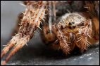 Face to Face with the Enemy (Araneus diadematus?)