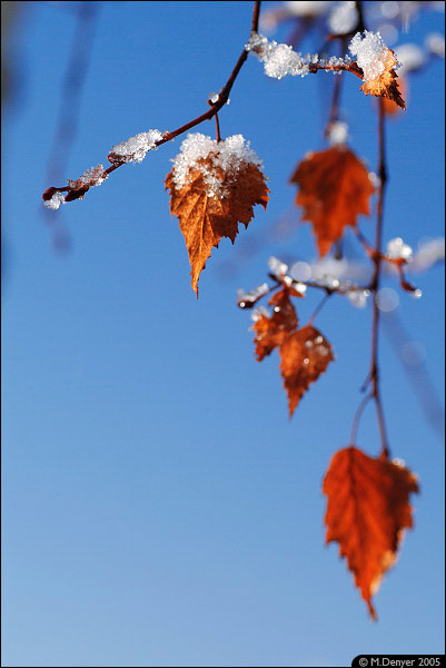 Winter Leaves