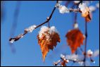 Winter Leaves