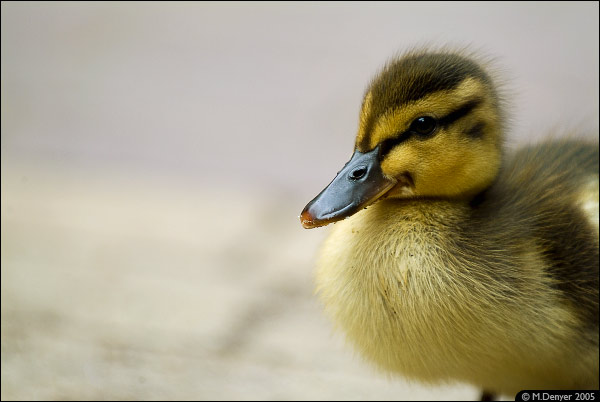 Not So Ugly Duckling