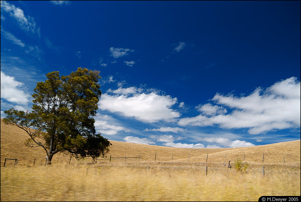 Blue and Grass in Oz