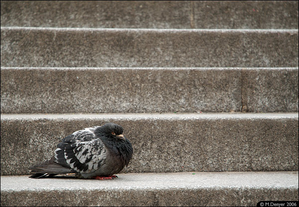 Grumpy Pigeon