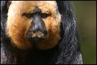 White Faced Saki 1