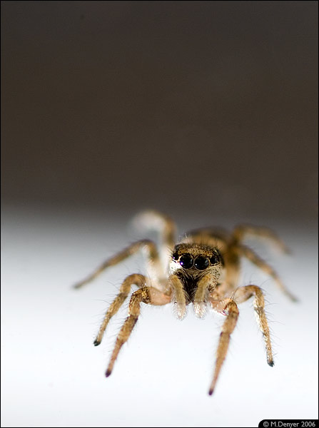 Zebra Spider