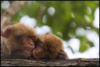 Sleepy Barbary Macaques
