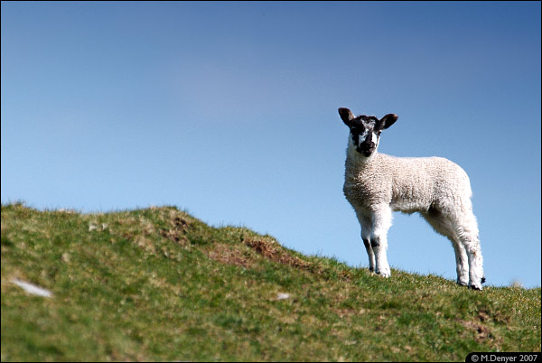 Yorkshire Lamb